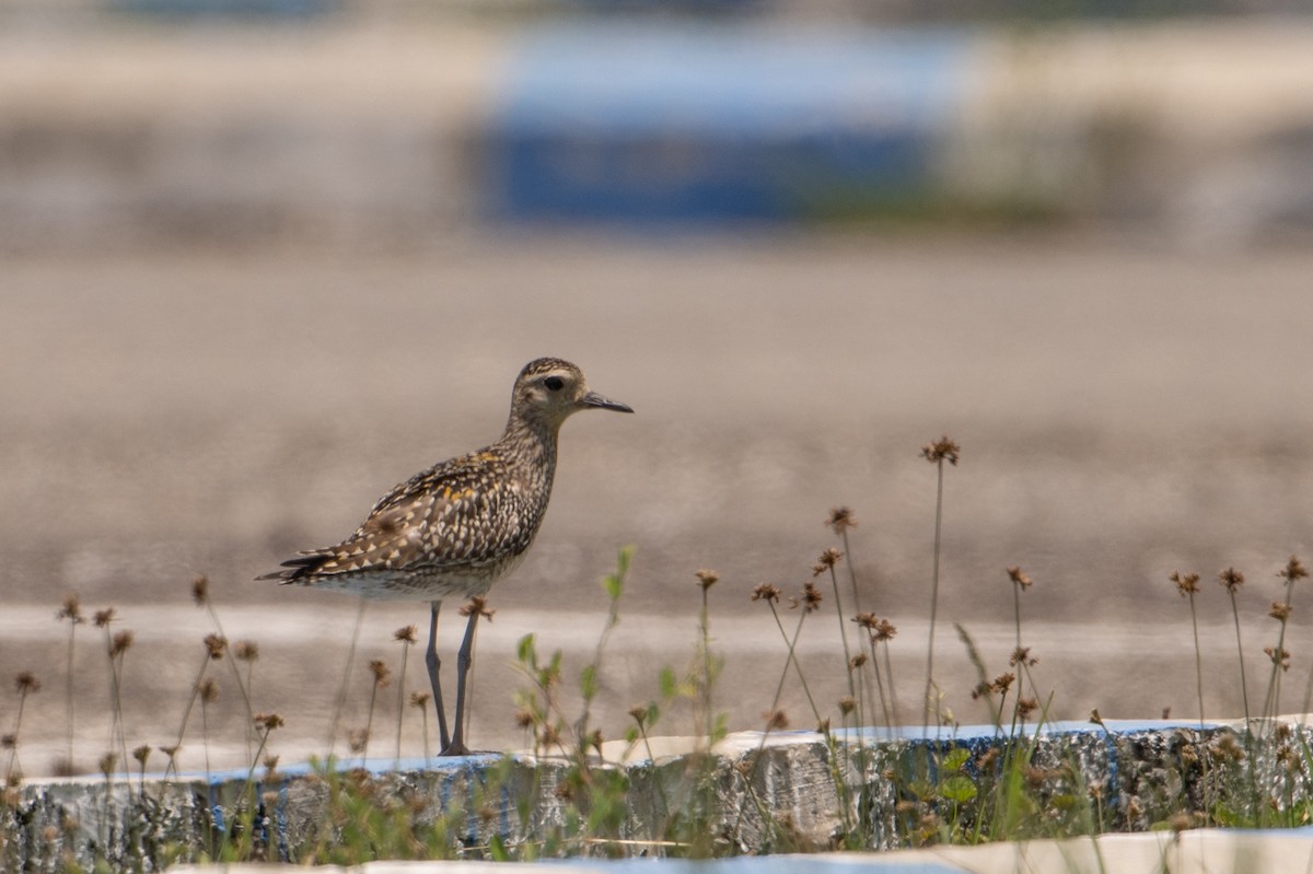 Pacific Golden-Plover - ML650075214