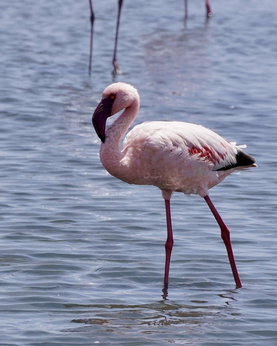 plameňák malý - ML650075428