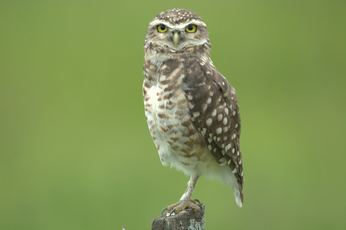 Burrowing Owl - ML650075630