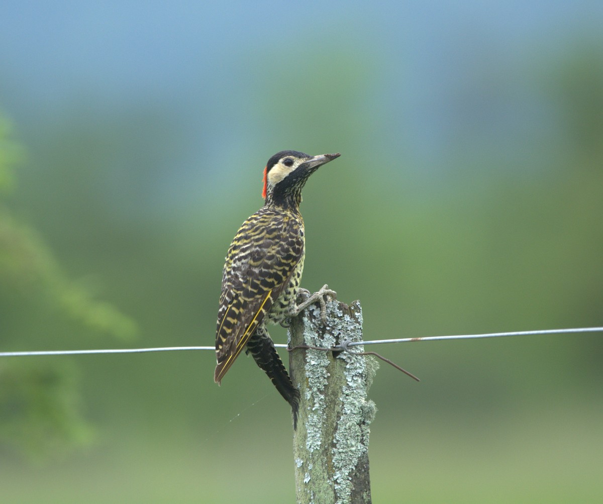 Green-barred Woodpecker - ML650075691