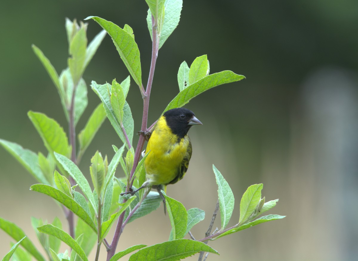 Hooded Siskin - ML650075719