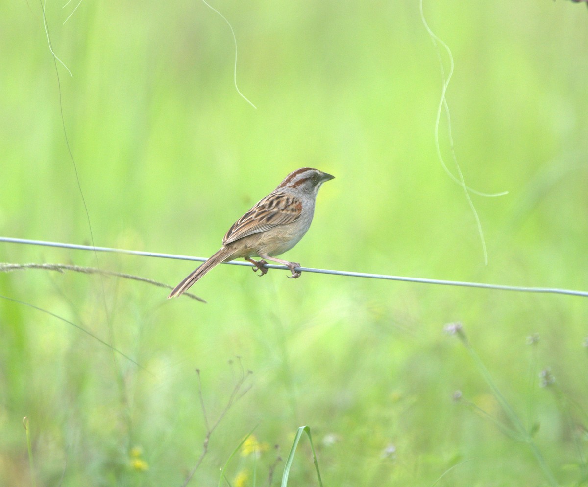 Yungas Sparrow - ML650075735