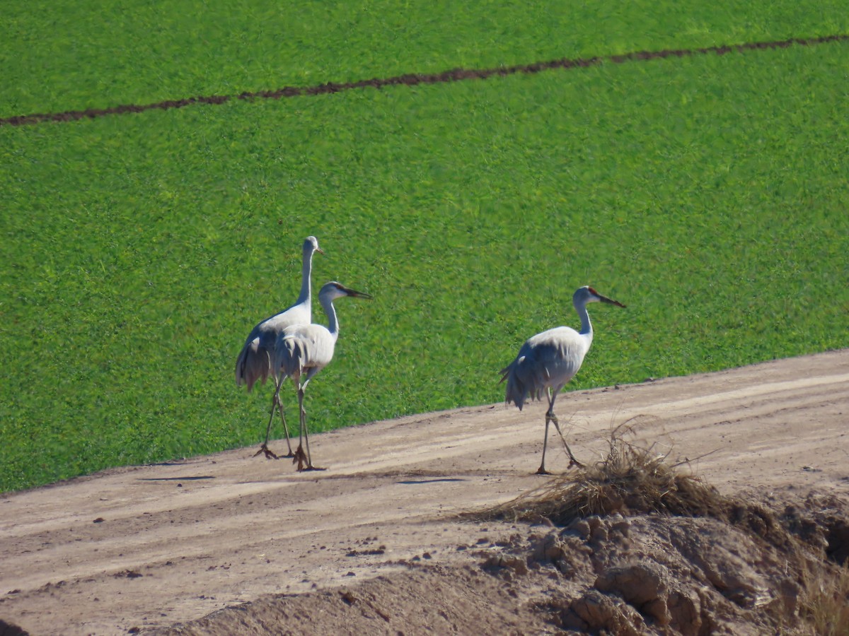 Sandhill Crane - ML650075766