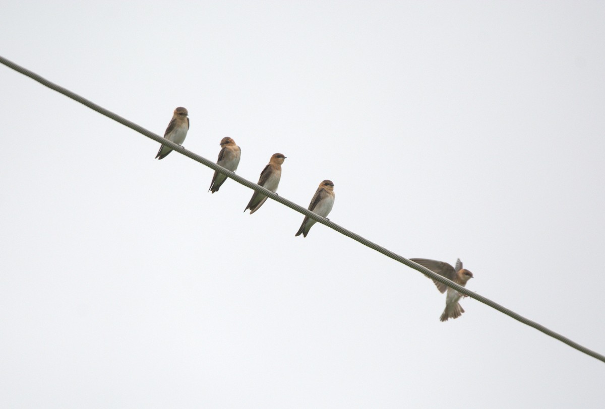 Tawny-headed Swallow - ML650075984