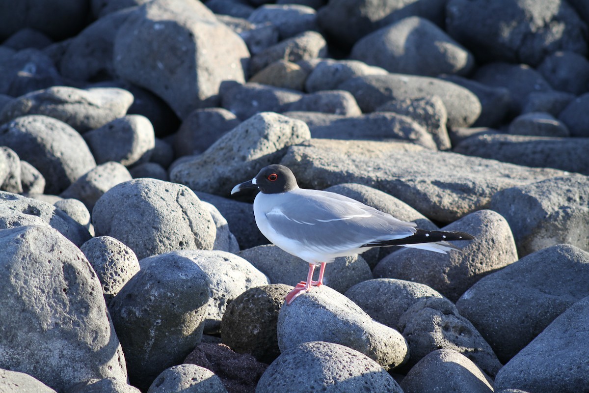 svalestjertmåke - ML650076535