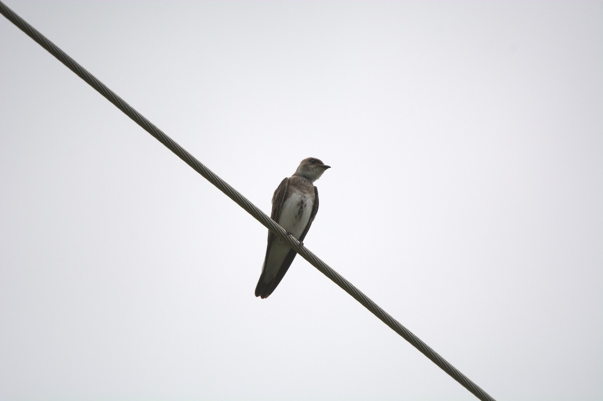 Brown-chested Martin - ML650076563