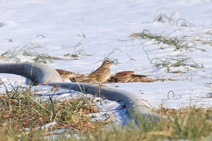 Chingolo Coroniblanco - ML650076838