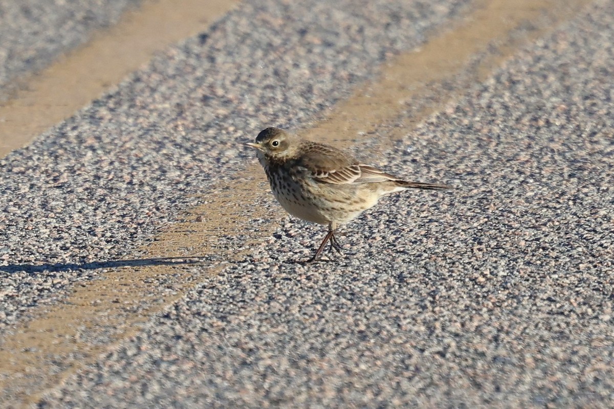 Bisbita Norteamericano - ML650076893