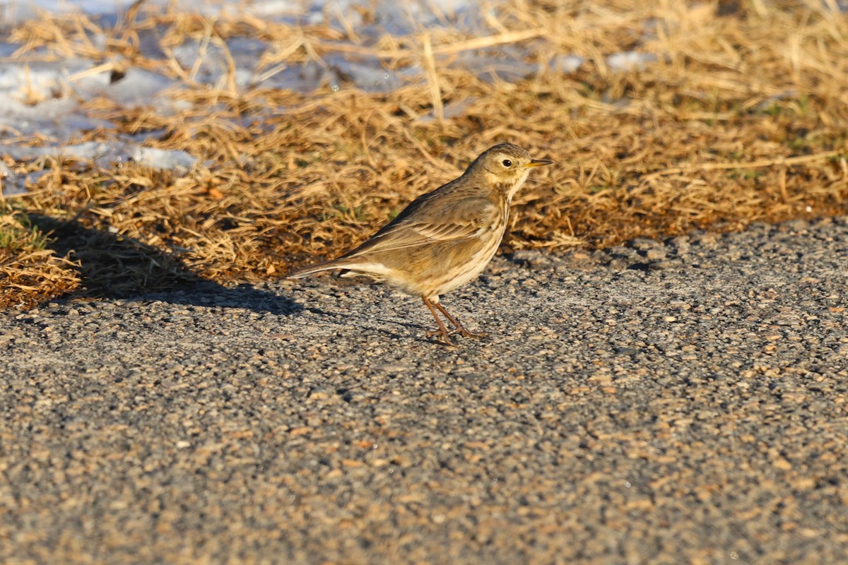 Bisbita Norteamericano - ML650077020