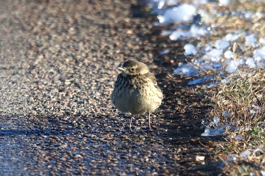 Bisbita Norteamericano - ML650077069