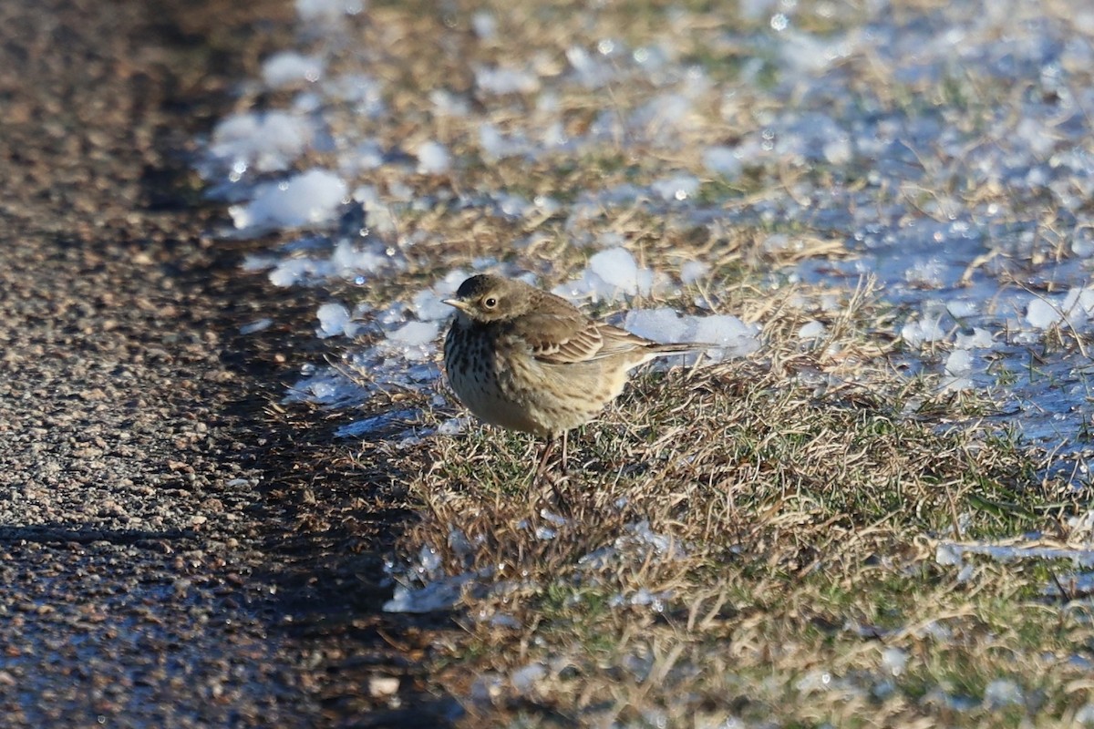 Bisbita Norteamericano - ML650077118