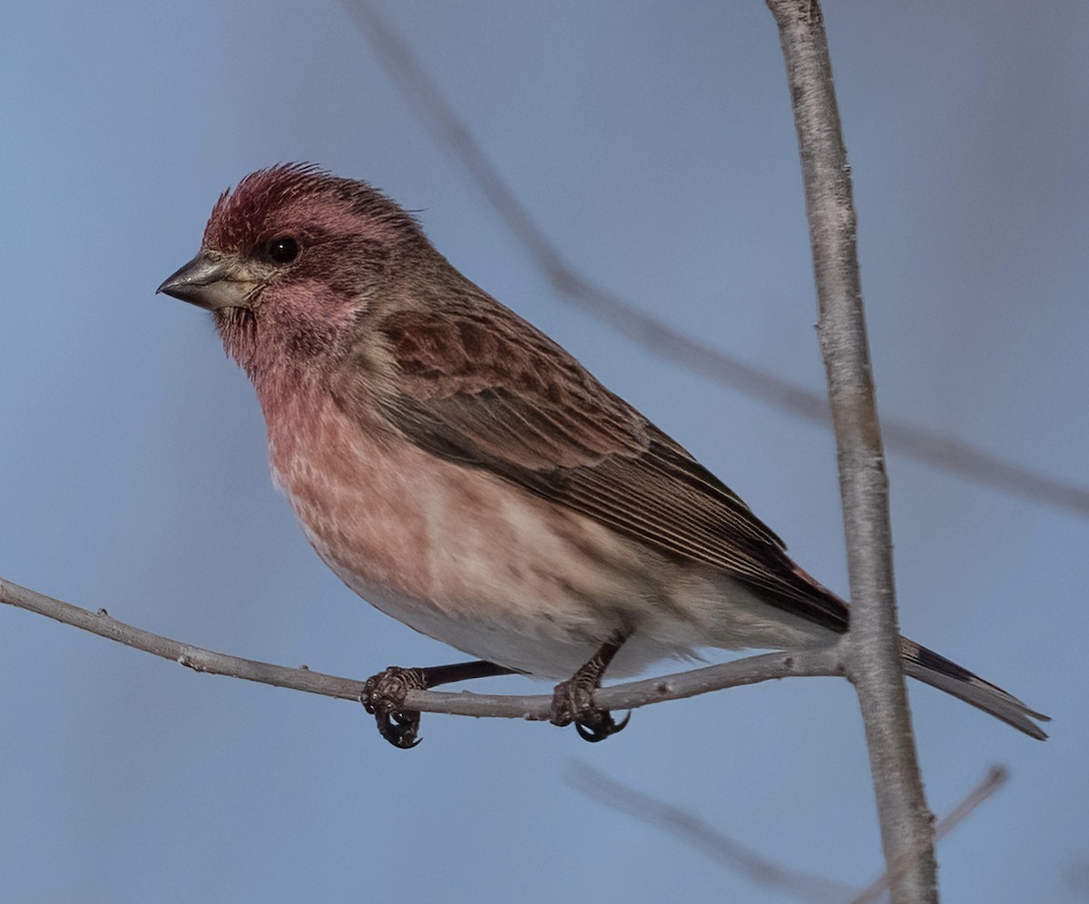 Roselin pourpré - ML650077290