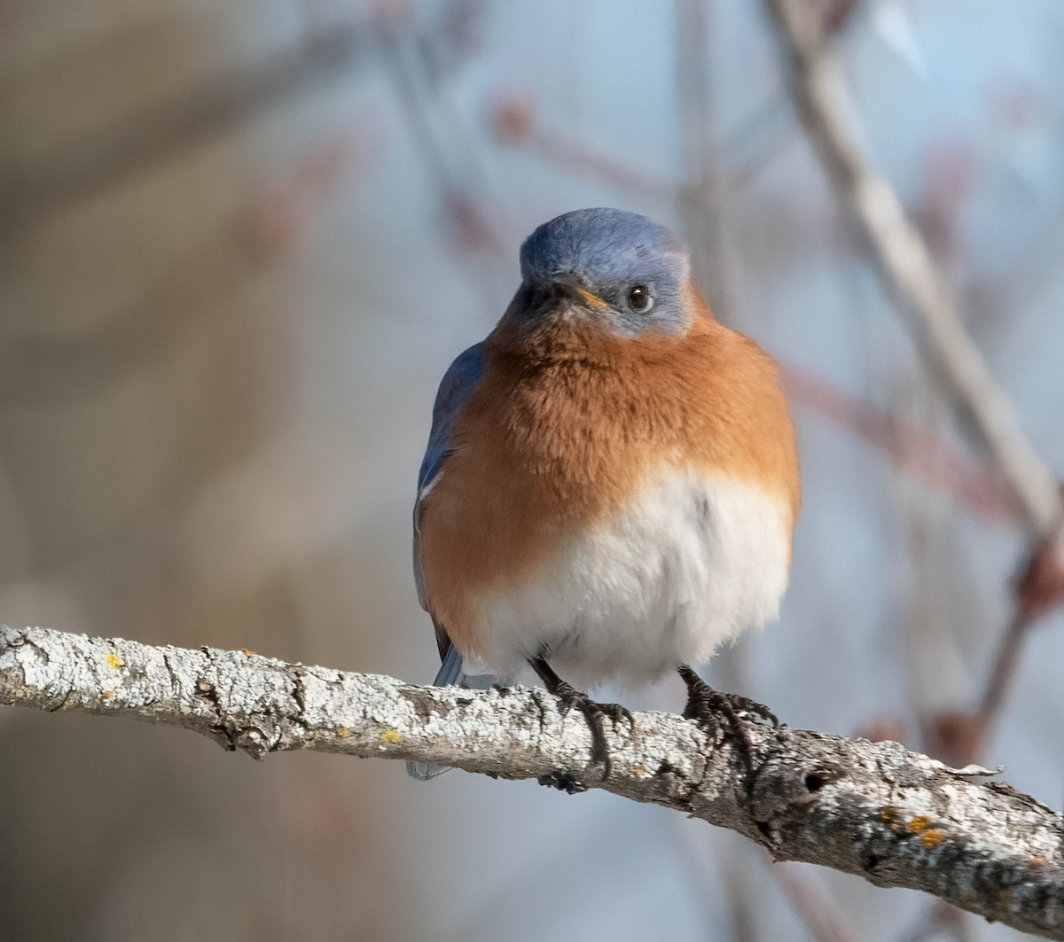 Merlebleu de l'Est - ML650077310