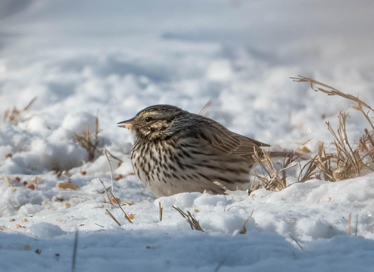 Bruant des prés - ML650077401