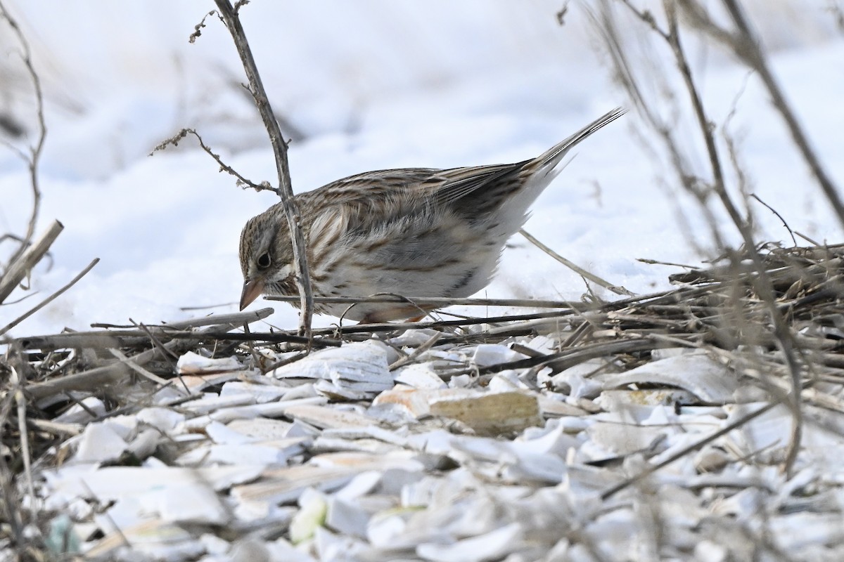 Vesper Sparrow - ML650077605