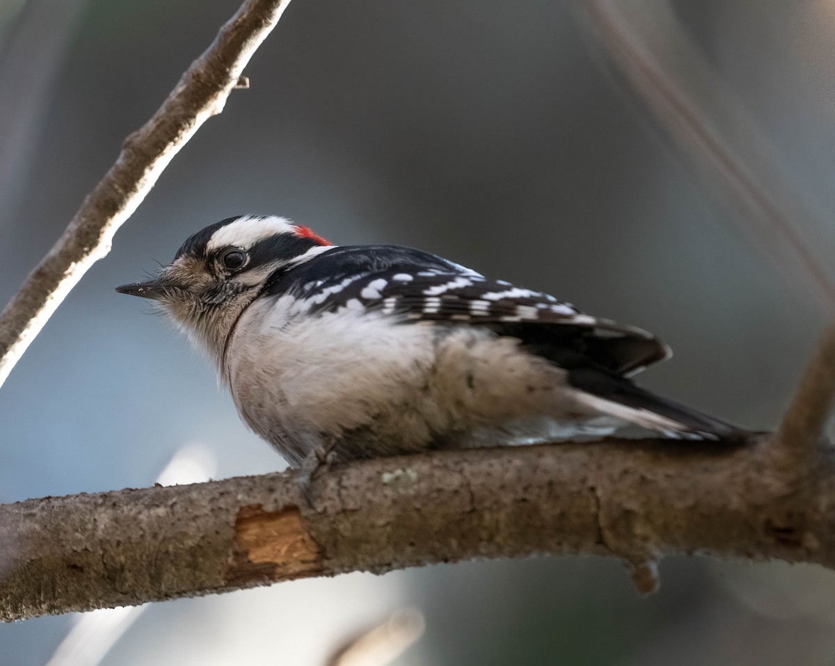 Pic mineur - ML650077644