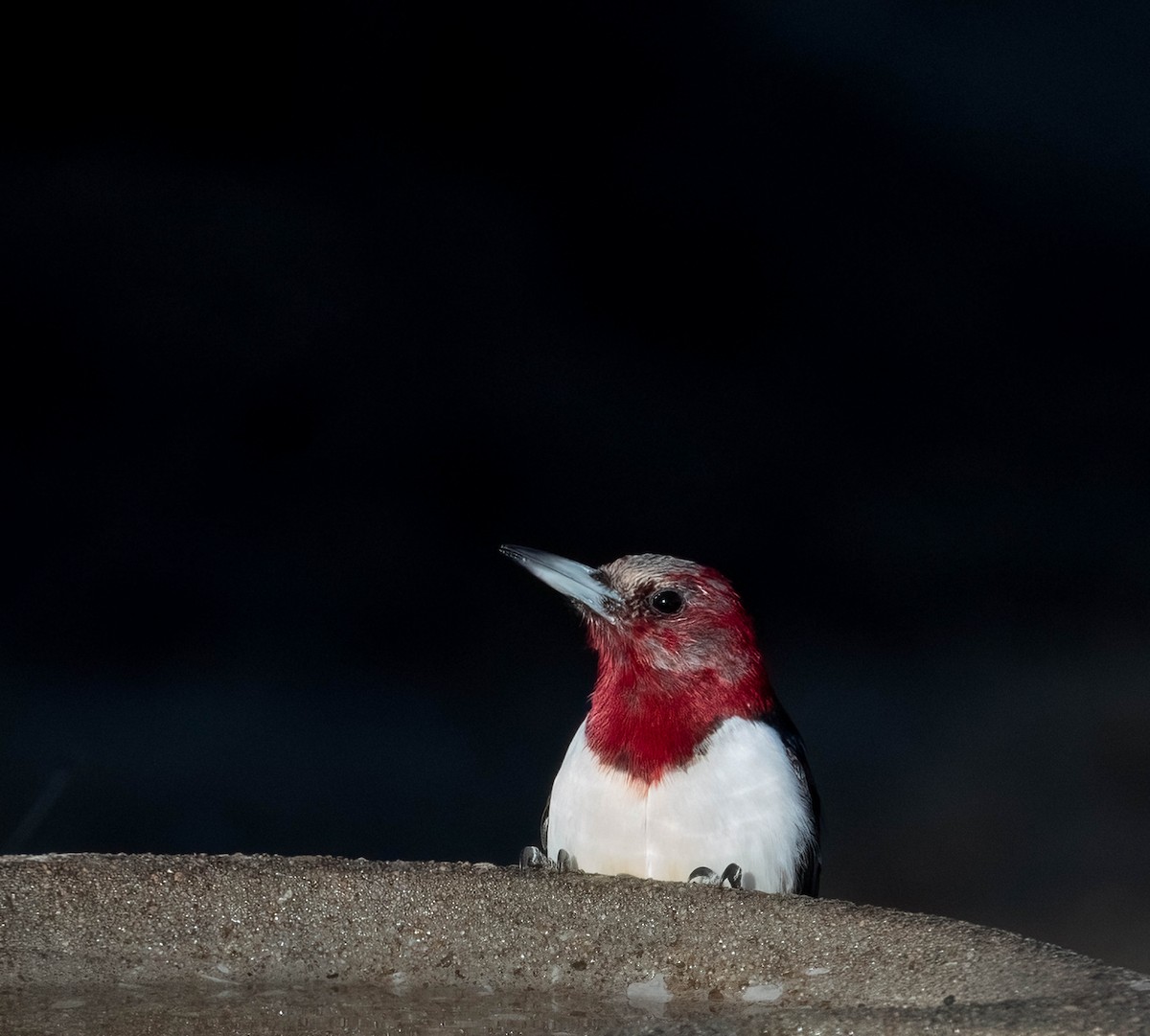 Pic à tête rouge - ML650077682