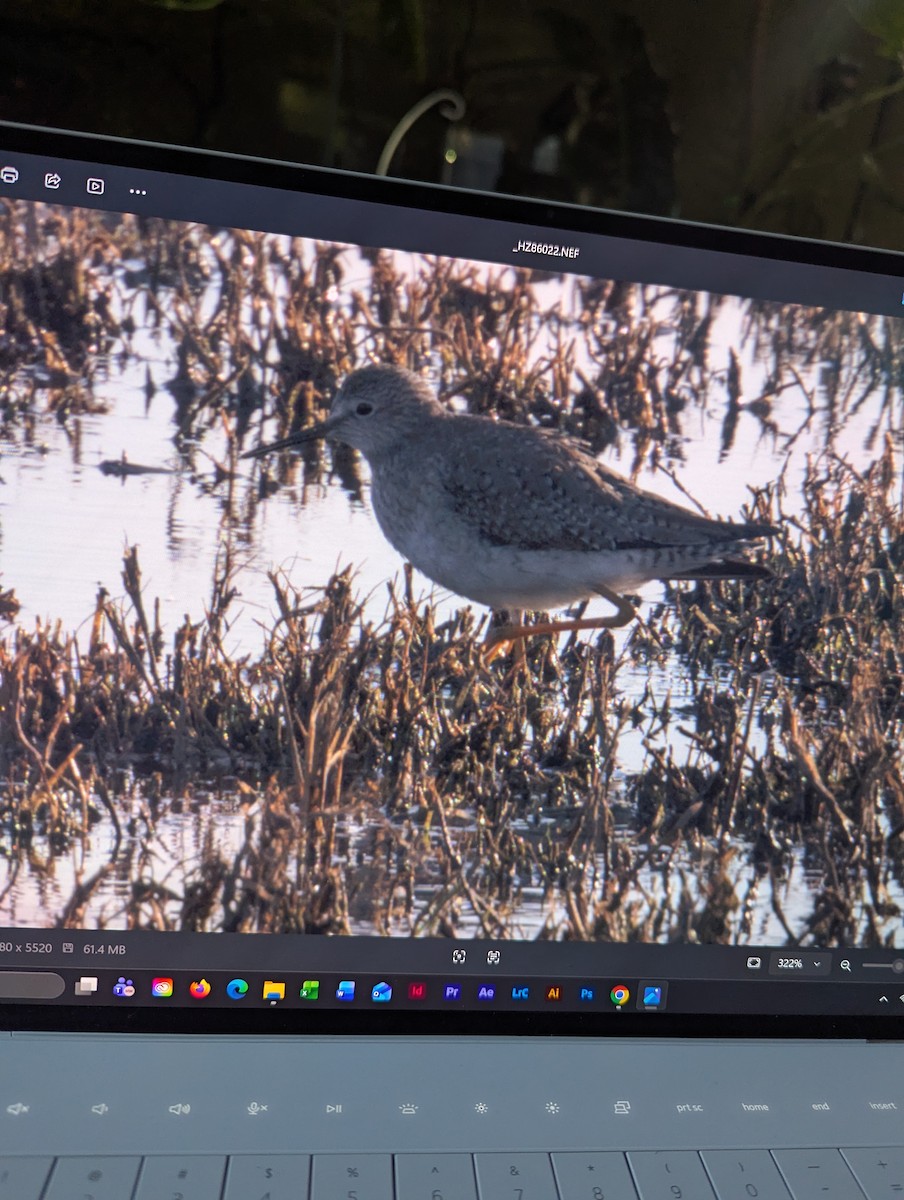 Lesser Yellowlegs - ML650077939