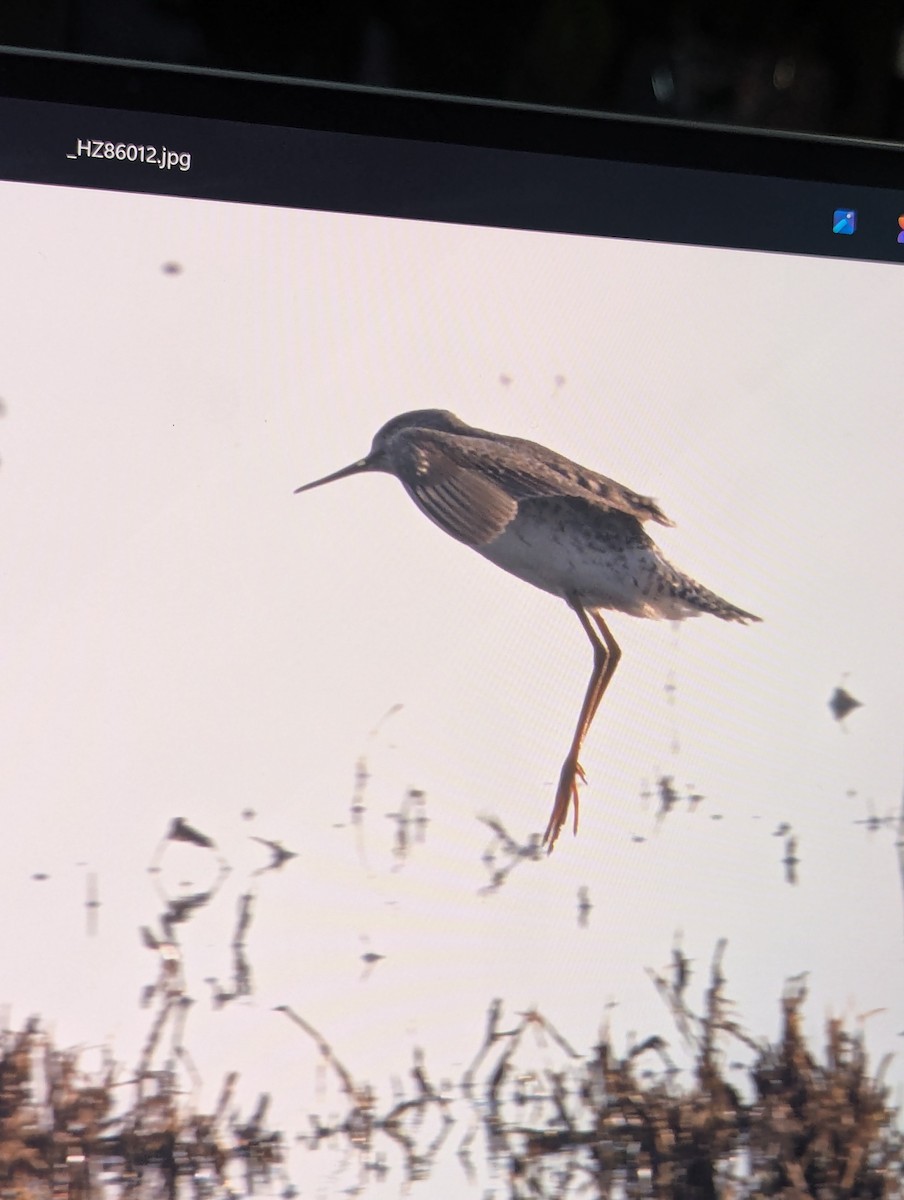 Lesser Yellowlegs - ML650077943