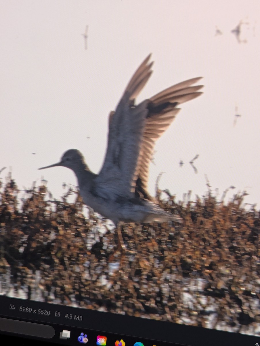 Lesser Yellowlegs - ML650077944