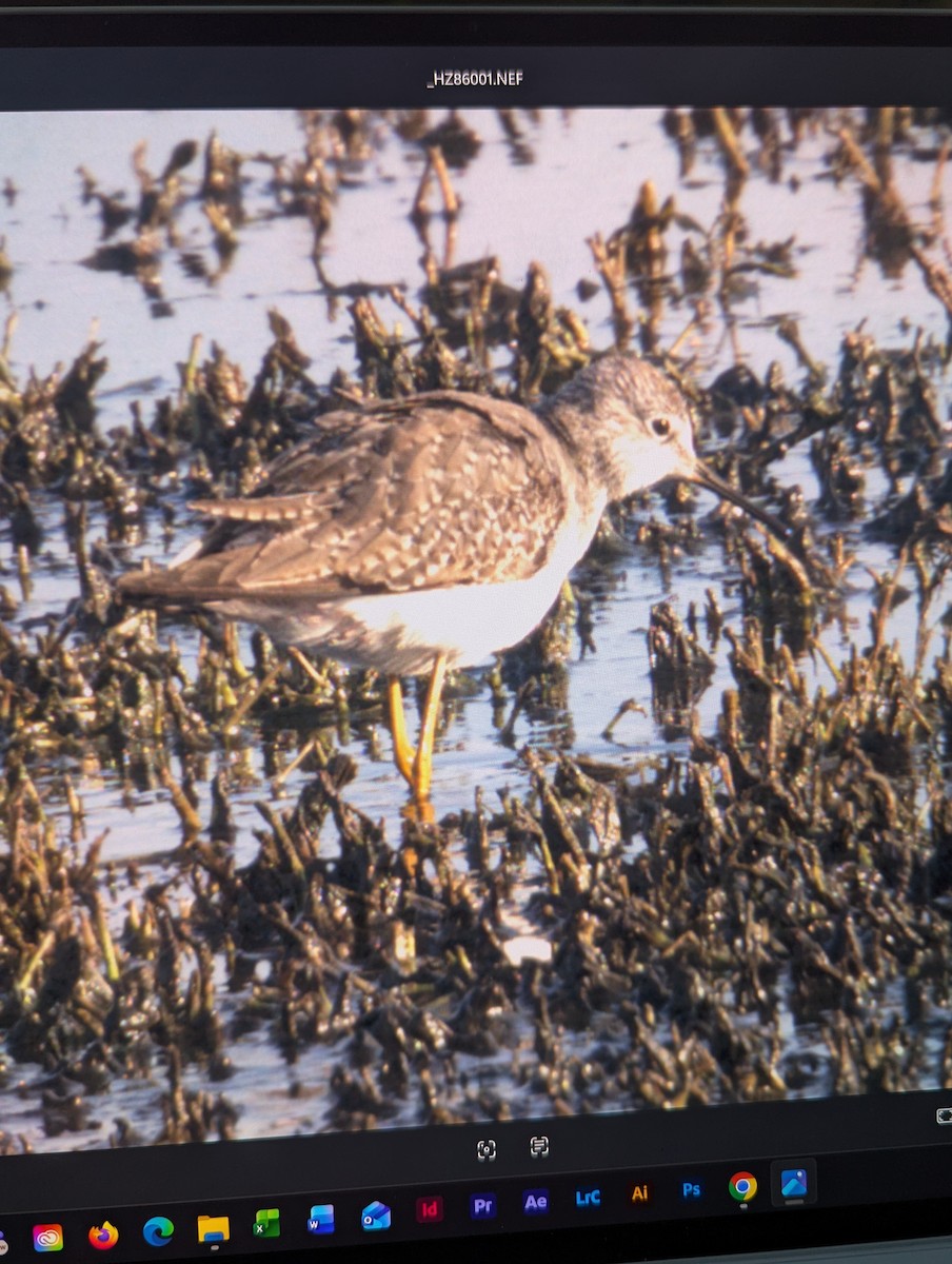 Lesser Yellowlegs - ML650077949