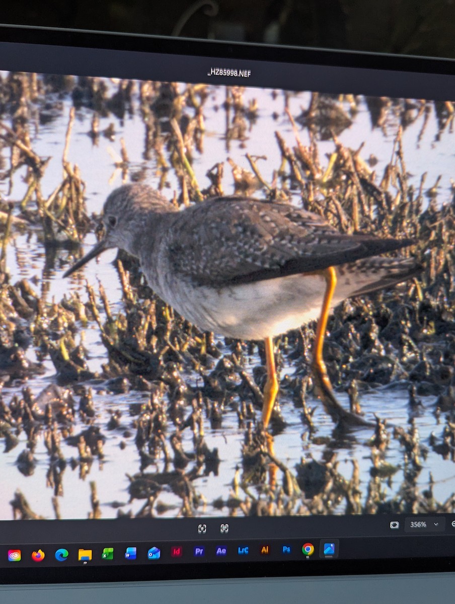 Lesser Yellowlegs - ML650077987