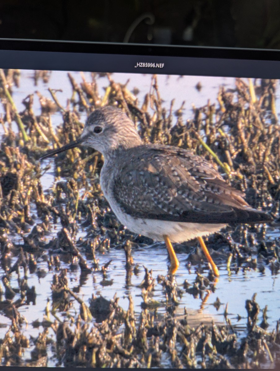Lesser Yellowlegs - ML650077988