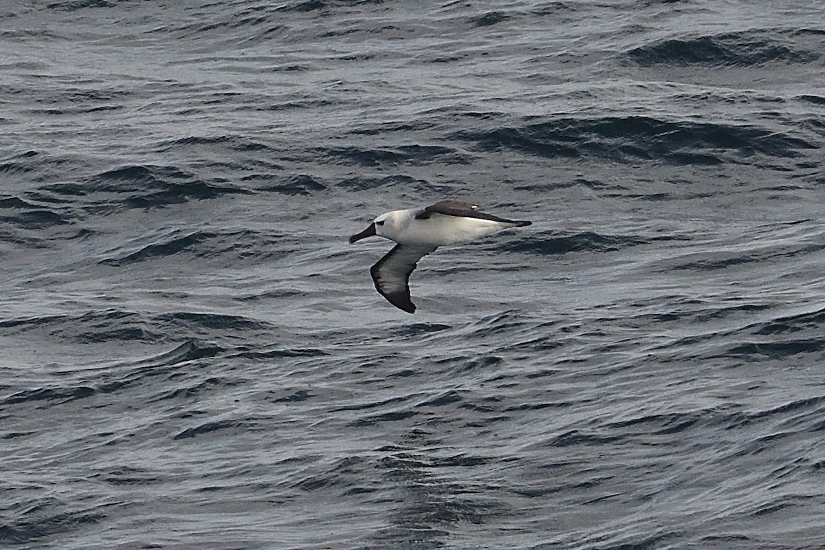 Albatros Picofino Atlántico - ML650078120