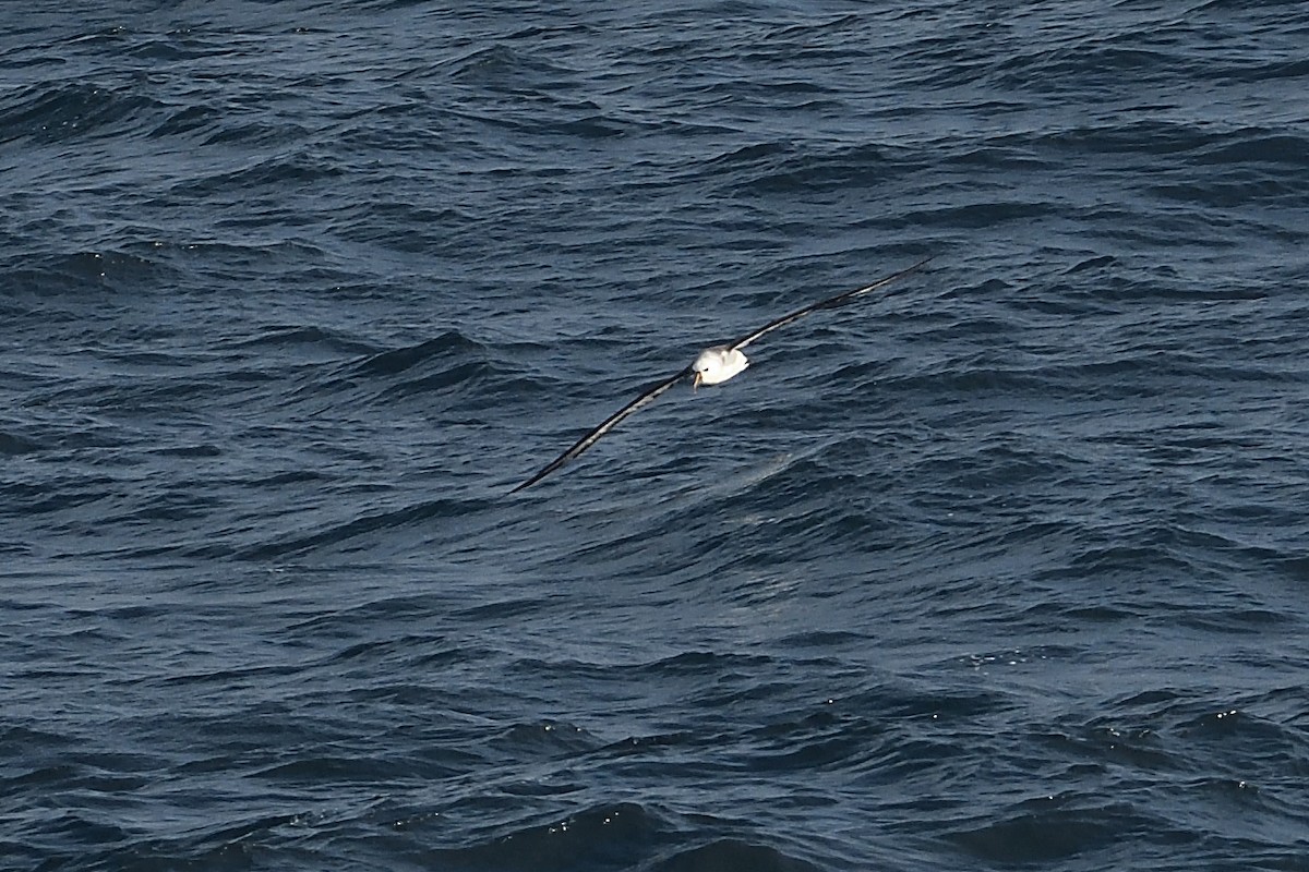 Albatros Picofino Atlántico - ML650078122