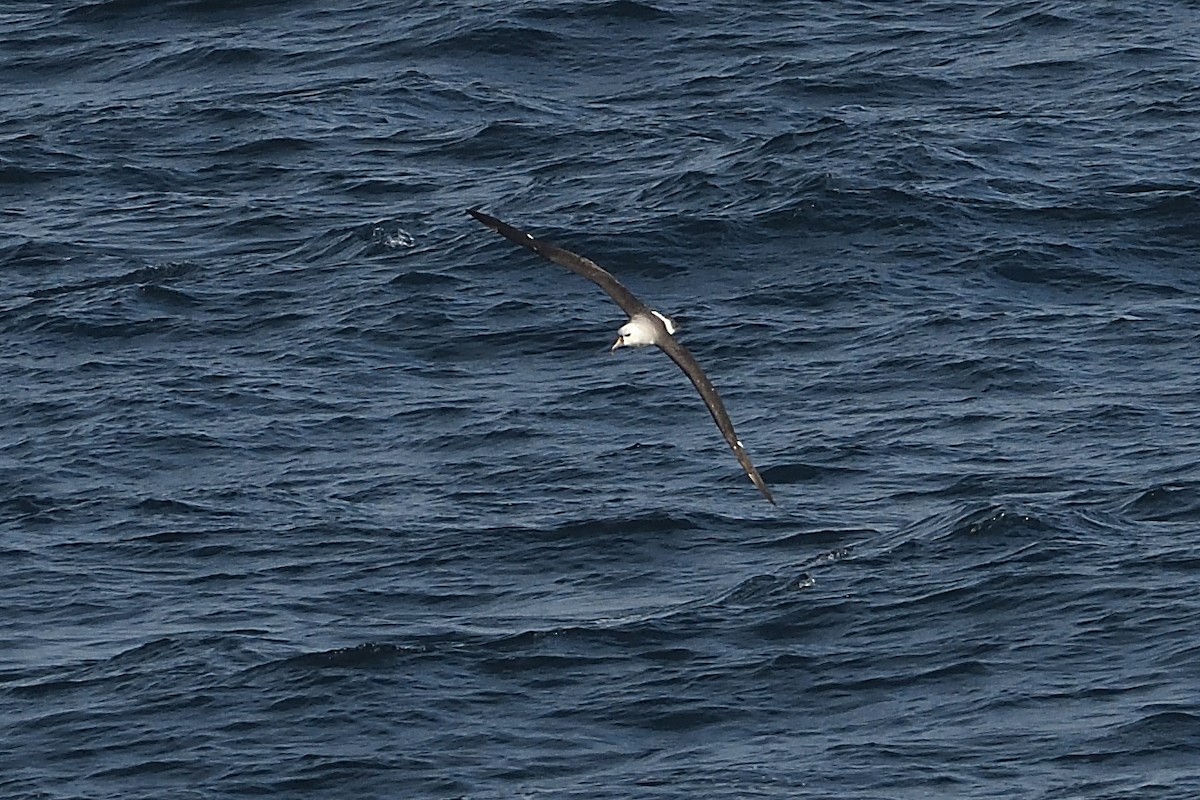 Albatros Picofino Atlántico - ML650078123