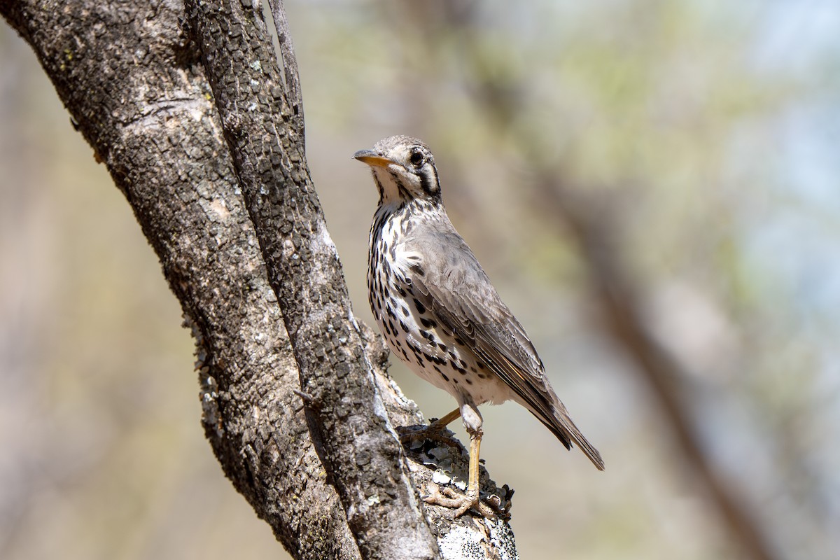 Groundscraper Thrush - ML650078368