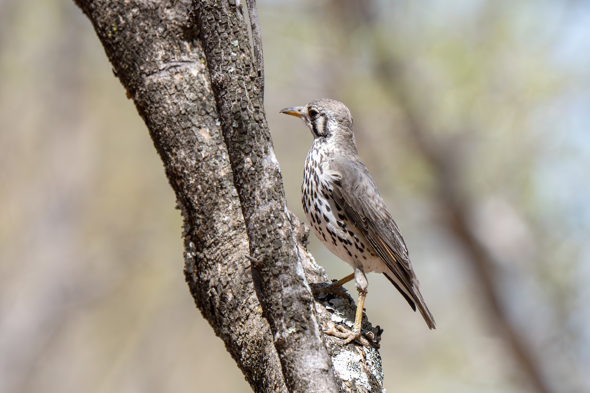 Groundscraper Thrush - ML650078369