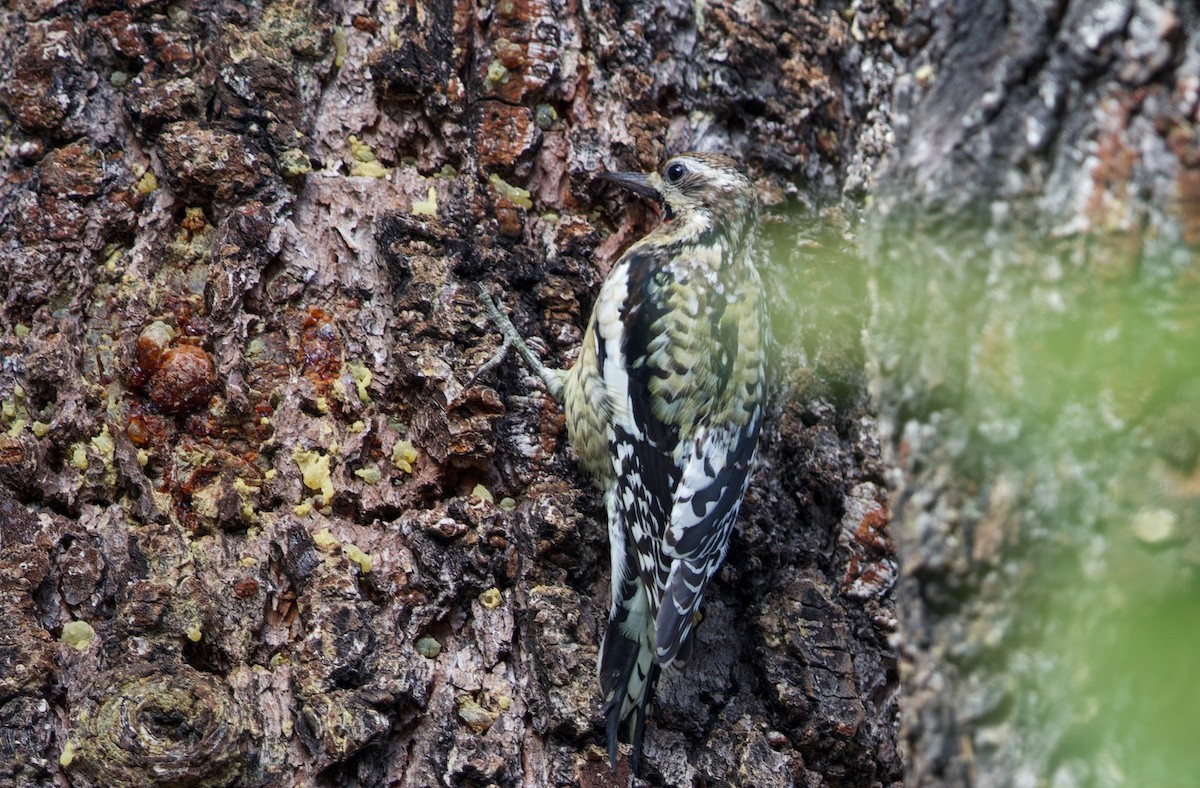 Yellow-bellied Sapsucker - ML650078608