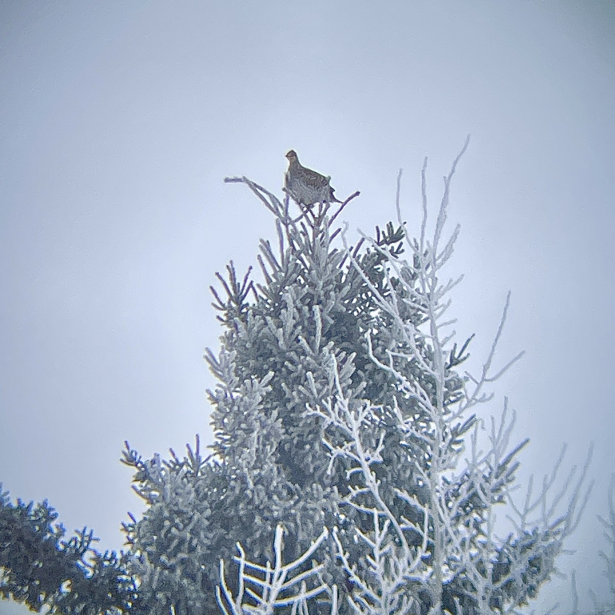 Kılkuyruk Çayır Tavuğu - ML650079263