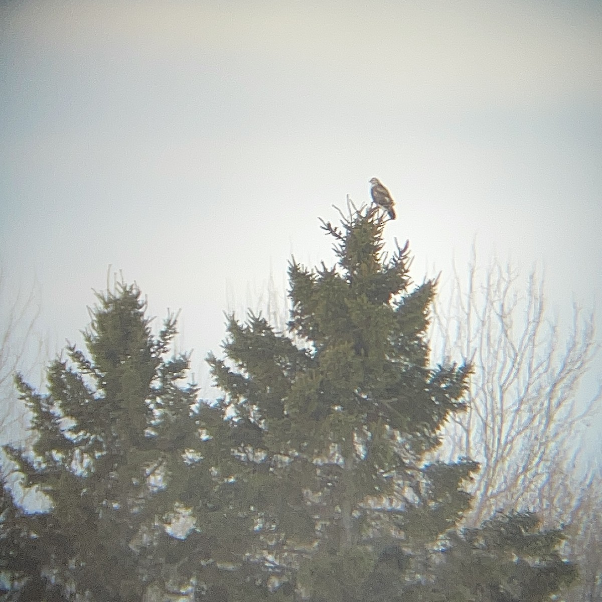 Paçalı Şahin - ML650079369