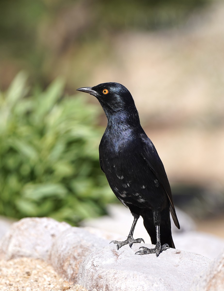 Pale-winged Starling - ML650079624