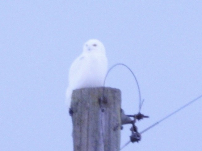 Kar Baykuşu - ML650079761