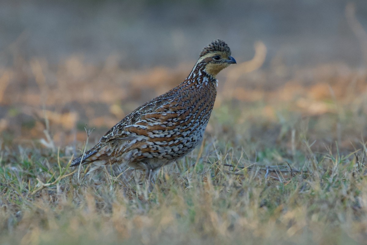 eBird Checklist - 31 Jan 2026 - Laguna Seca Ranch - 19 species