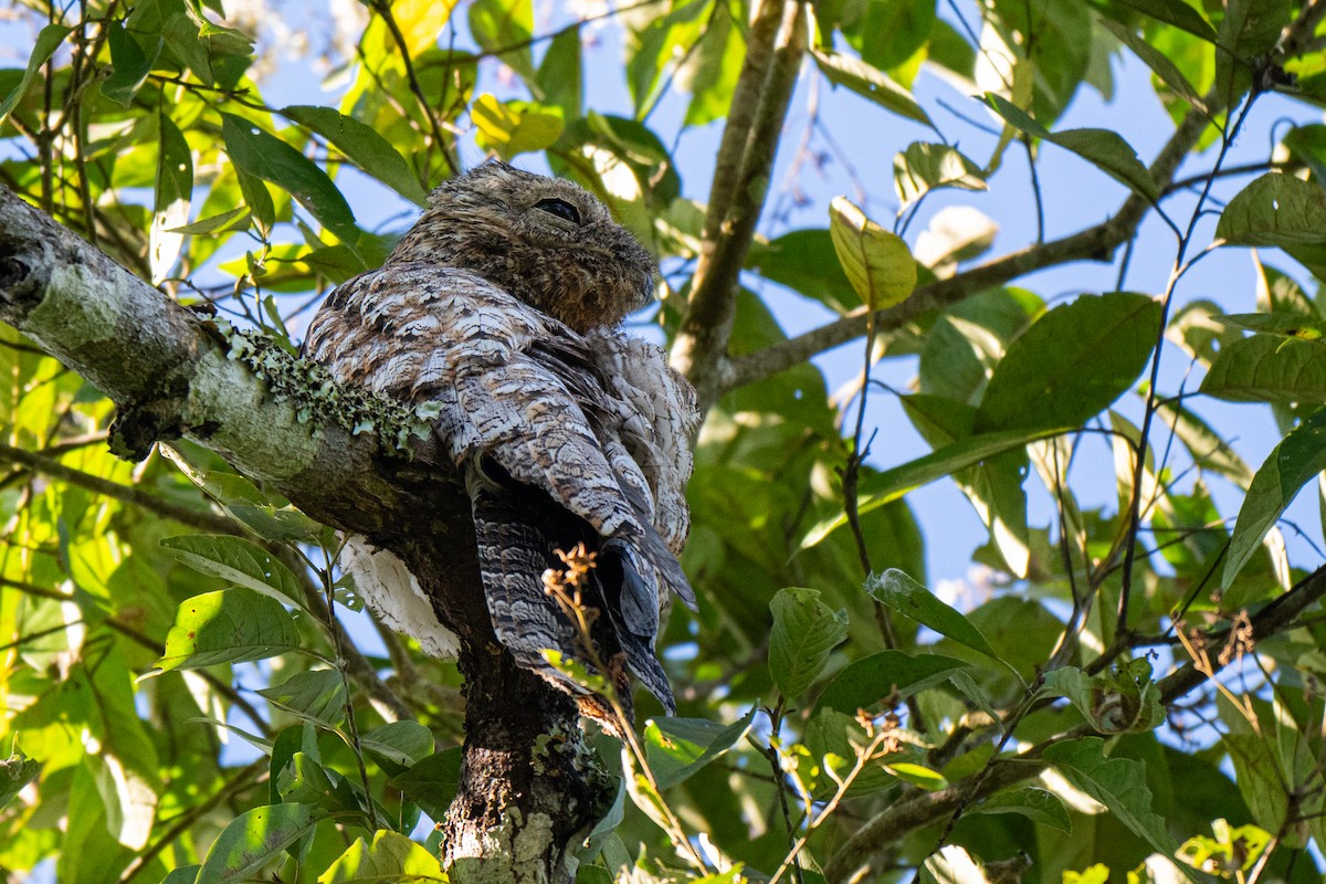 Great Potoo - ML650080174