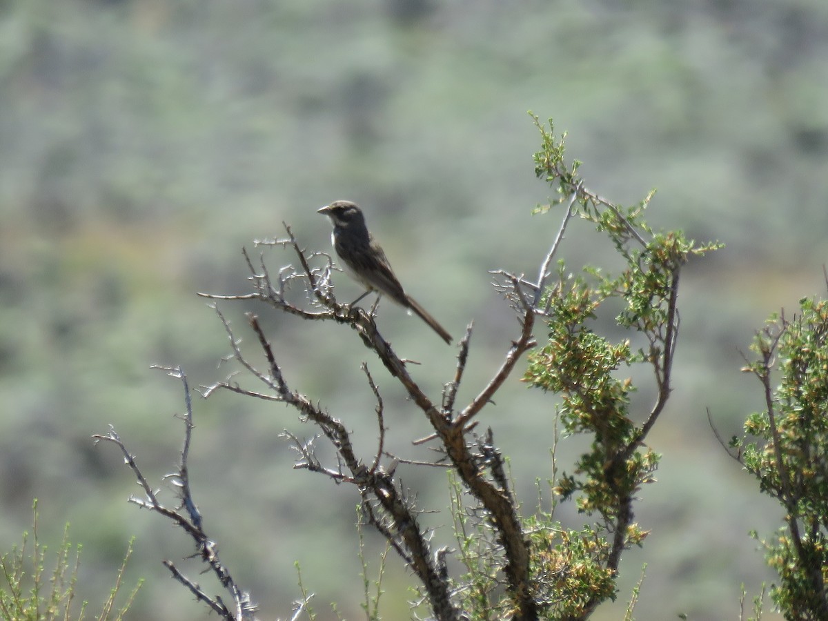 Sagebrush Sparrow - ML65008021