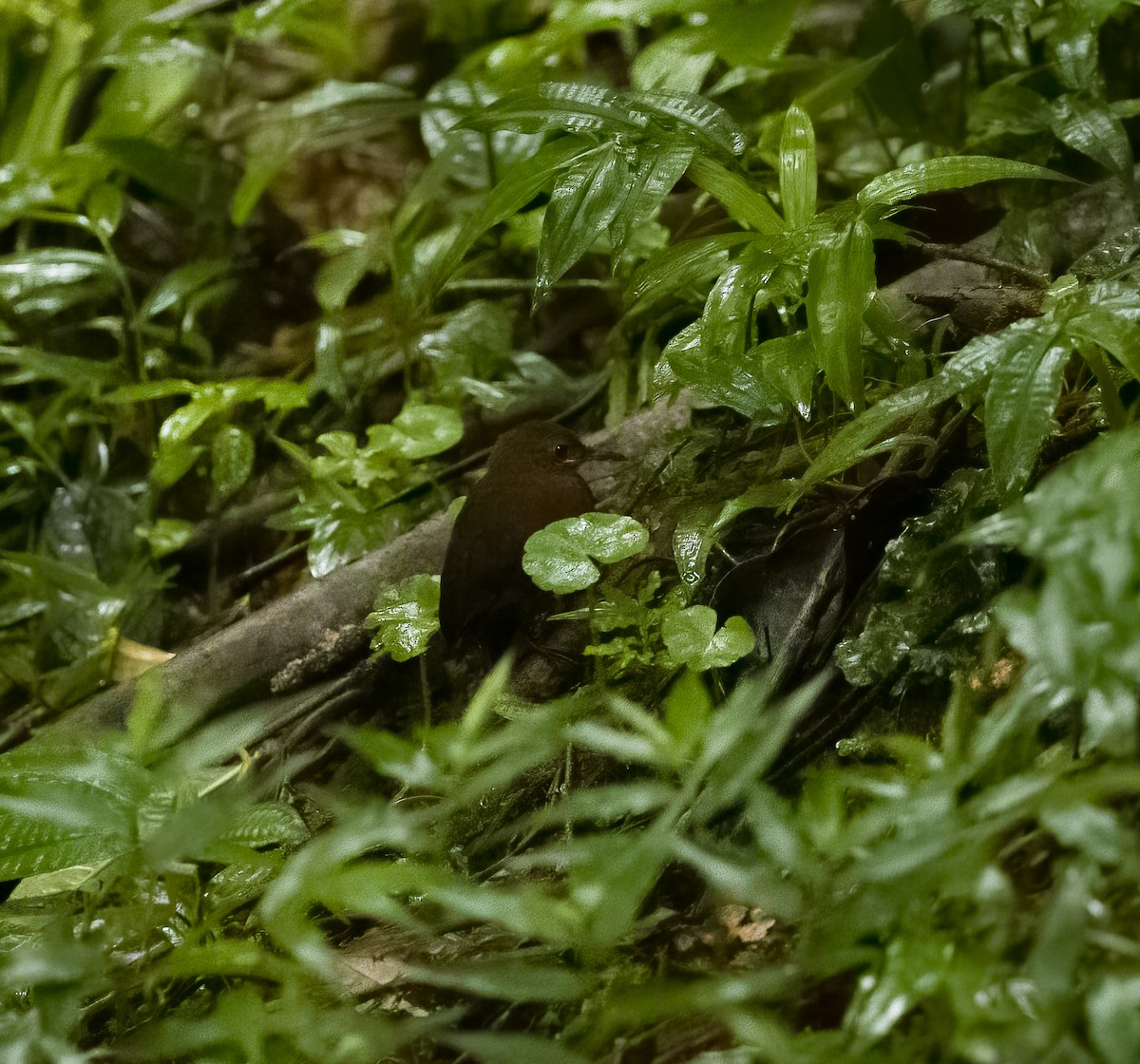 Sclérure à gorge rousse - ML650080214