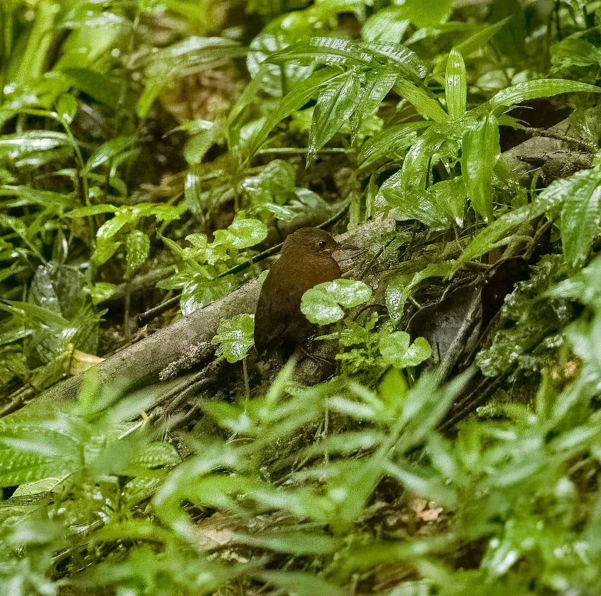 Sclérure à gorge rousse - ML650080216