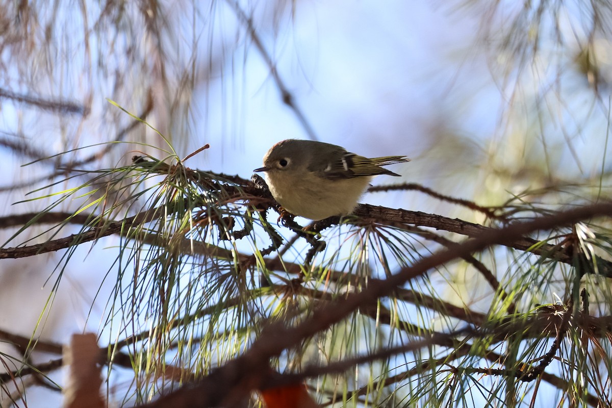 מלכילון אמריקני - ML650080253