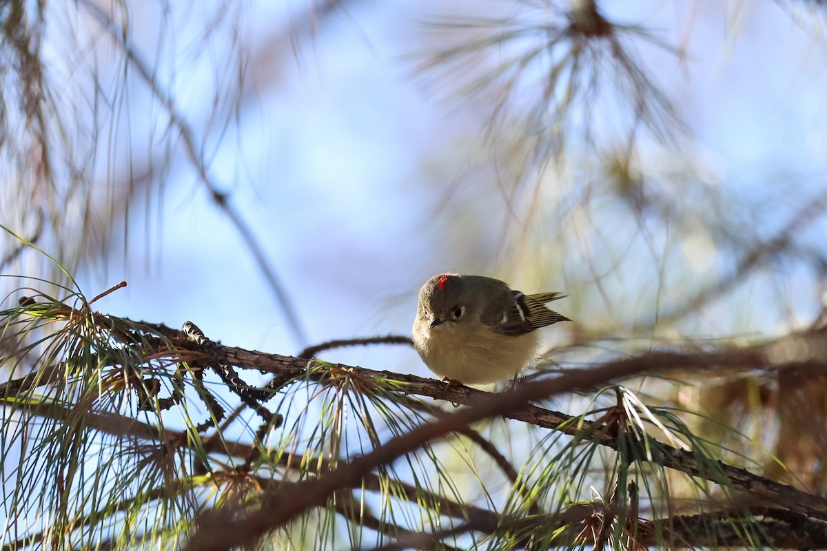 מלכילון אמריקני - ML650080254