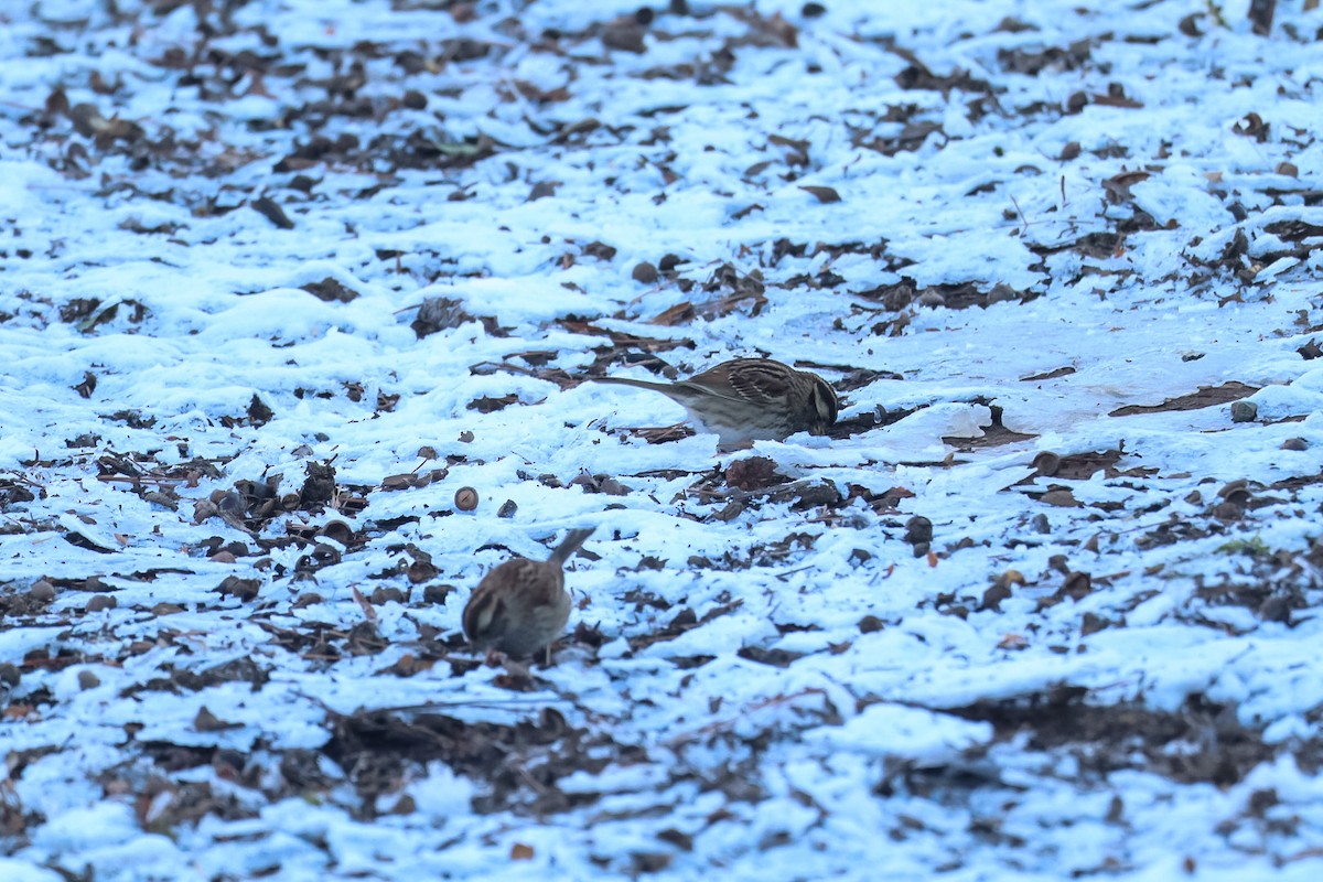 גיבתונית לבנת-גרון - ML650080265
