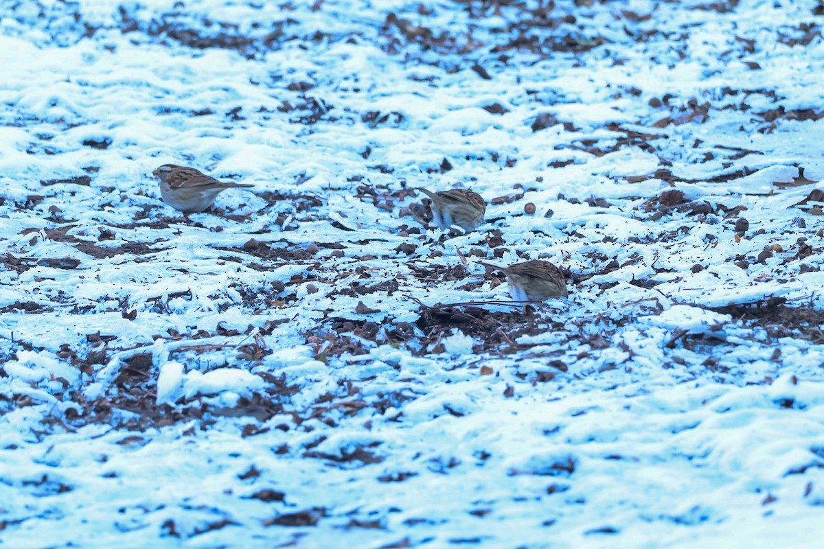 גיבתונית לבנת-גרון - ML650080266