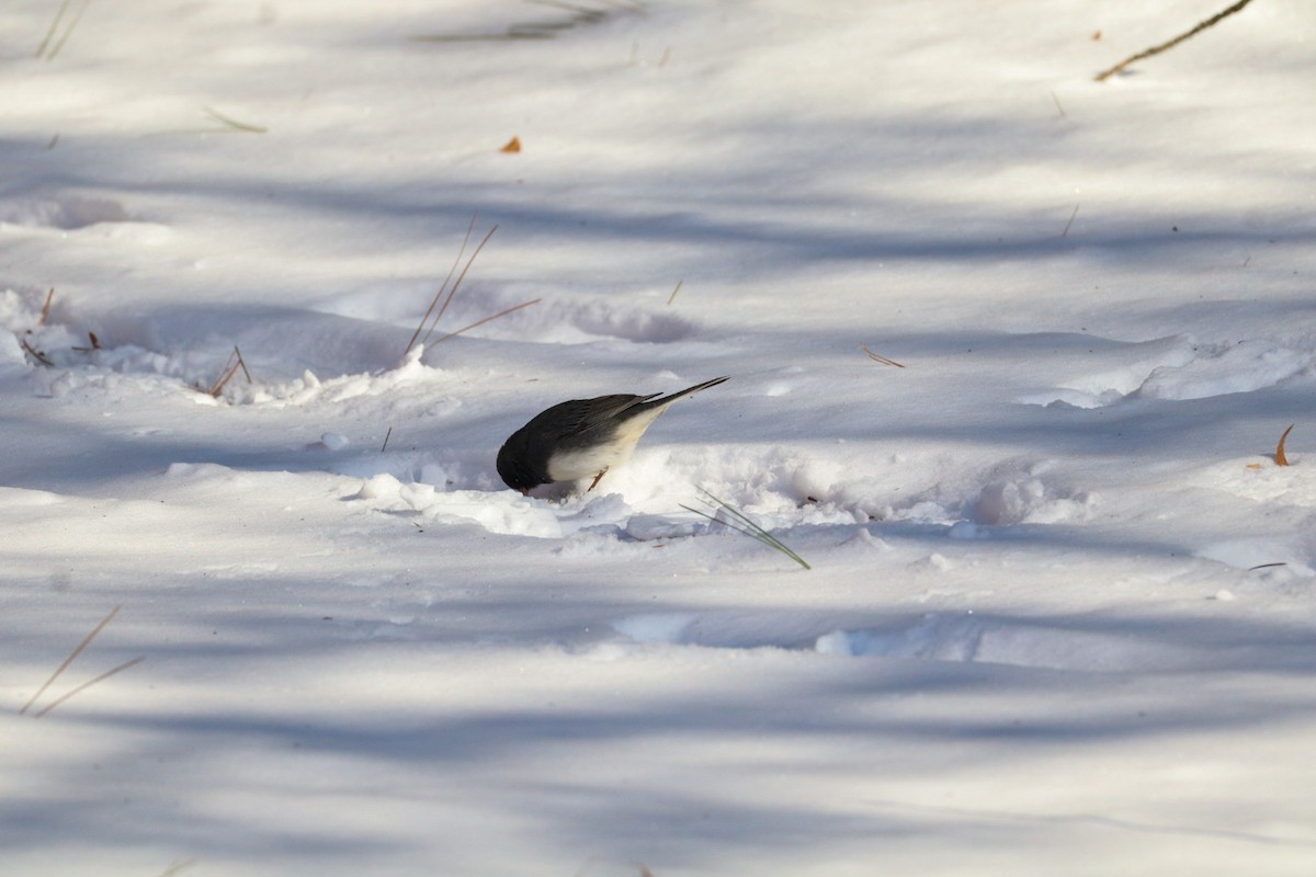 יונקו כהה-עין - ML650080281