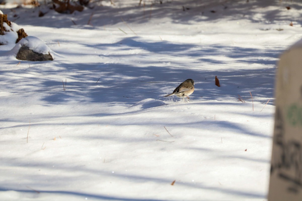 יונקו כהה-עין - ML650080282