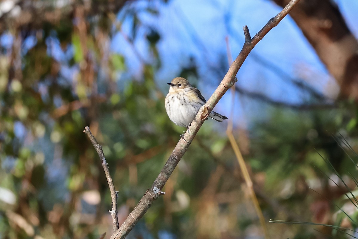 סבכון הכתר - ML650080294