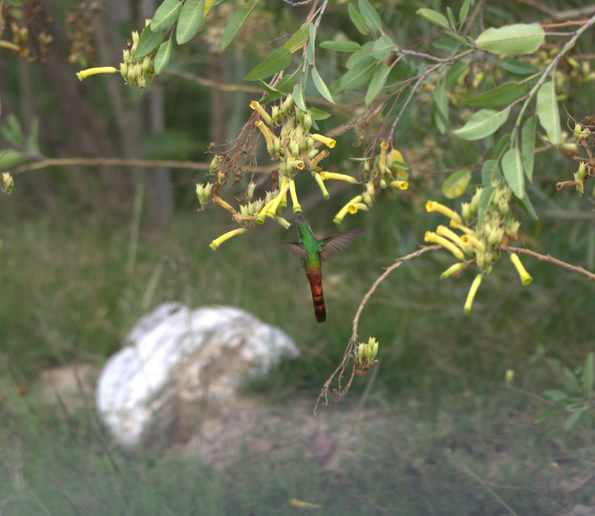 Red-tailed Comet - ML650080398